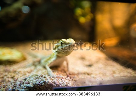 lizard in the aquarium
