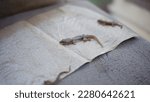 Lizard attached to a paper trap.  Selective focus. Insect trap paper