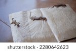 Lizard attached to a paper trap.  Selective focus. Insect trap paper