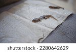 Lizard attached to a paper trap.  Selective focus. Insect trap paper