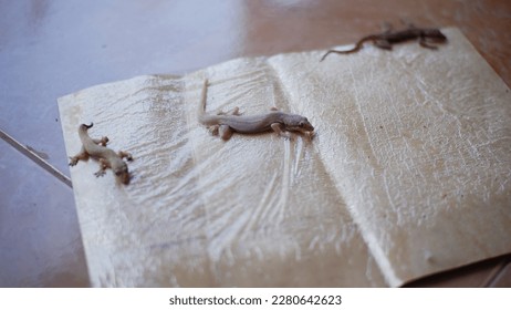 Lizard attached to a paper trap.  Selective focus. Insect trap paper