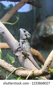 Lizard, Australia, Healesville Sanctuary