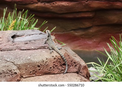 A Lizard In Australian Reptile Park