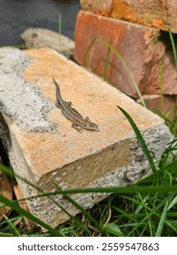 Lizard in the backyard on a brick. Lizard sunbathing. The lizard is enjoying the summer. Photography taken in the backyard in the summer. A lizard is lying on a brick.