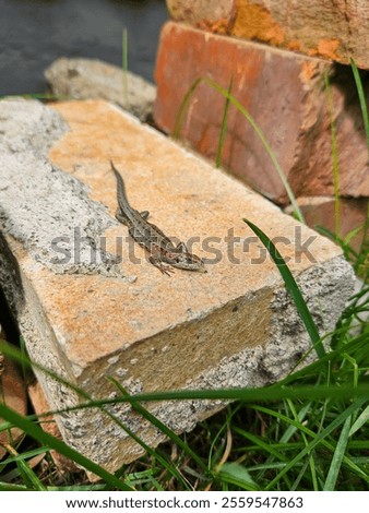 Lizard in the backyard on a brick. Lizard sunbathing. The lizard is enjoying the summer. Photography taken in the backyard in the summer. A lizard is lying on a brick.
