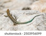 Lizard basking on a rock in a natural setting during daylight
A lizard rests on a rock, showcasing its colorful skin while basking in the sun, surrounded by a natural outdoor environment.