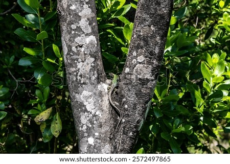 A lizard basking on a tree on a tremendous Mediterranean forest in Italy.
