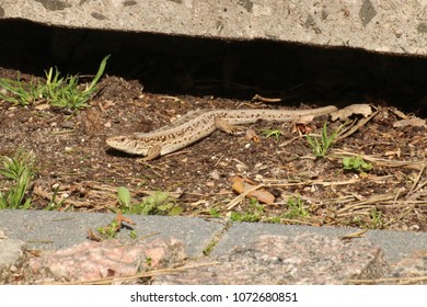 lizard basking in the sun