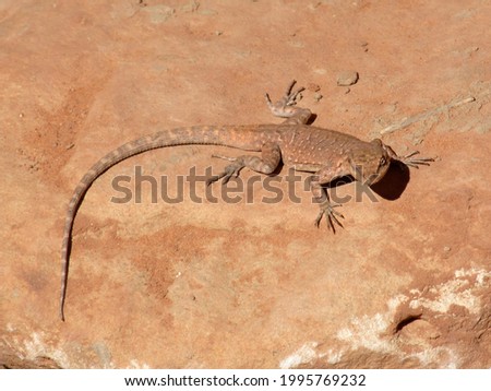 A lizard basking in the Sun on a Sandstone outcropping in the Escalante Canyons region of the Grand Staircase-Escalante National Monument, Utah, USA.