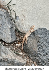 a lizard basks on a rock