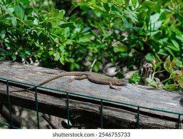 A lizard basks in the sun, sitting on a wooden fence. Green bushes are behind it. Calm atmosphere, nature, wildlife, sunny day.