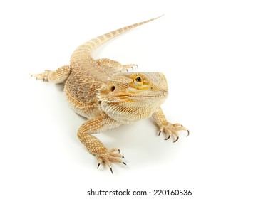 Lizard Bearded dragon is posing on white background.