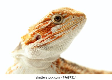 Lizard Bearded Dragon, this one known as Sandfire, macro focused on eyes
