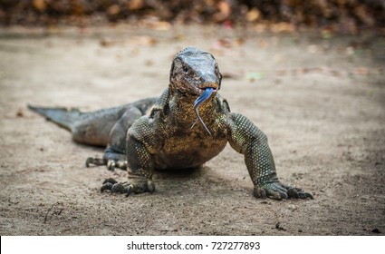 Lizard In The Borneo Island