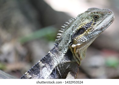 411 Brisbane Lizard Images, Stock Photos & Vectors 