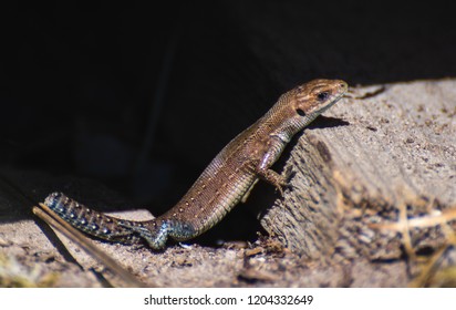 Lizard With A Broken Tail Basking In The Sun