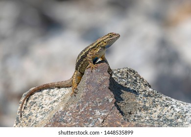 Lizard California Desert Rocks Stock Photo 1448535899 | Shutterstock