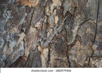 The Lizard Is Camouflaged In The Bark. Crypsis Or Camouflage Of Lizard.