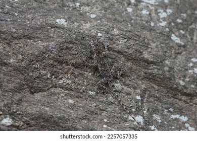                 Lizard camouflaged to look like a rock                