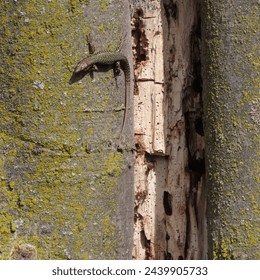 lizard camouflaged on tree trunk