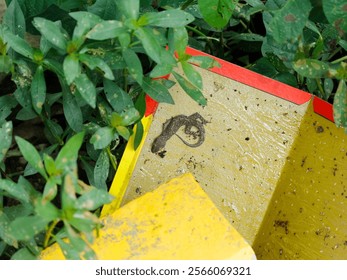 A lizard was caught in mouse trap.