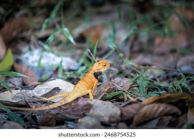 Lizard or Chamaleon on the tree in the wild.