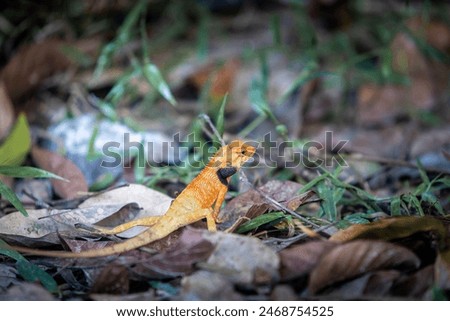 Lizard or Chamaleon on the tree in the wild.