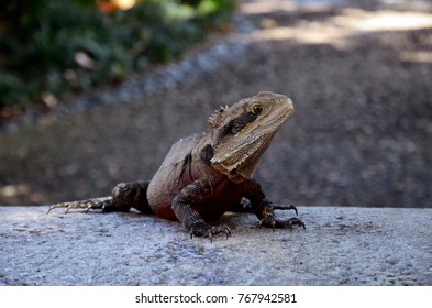 Lizard In Chinese Garden, Sydney