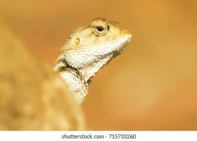 lizard  with a clean background 