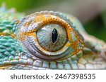 Lizard close up eye portrait. Reptile animal nature photo exotic pet macro photo. Colorful scales Madagascar wildlife zoo photography