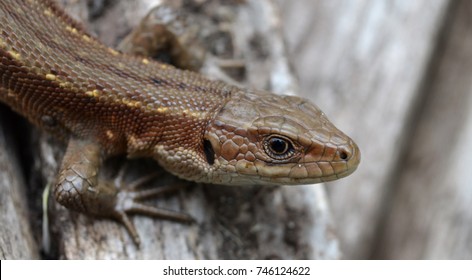 lizard clouse up summer time