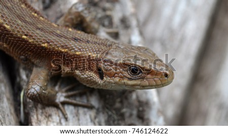 lizard clouse up summer time
