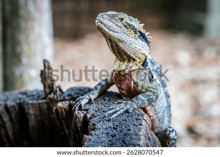 Lizard a cold-bloded repile, scaled reptile, a water dragon in Brisbane, Australia
