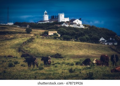 the lizard cornwall england uk lighthouse. with cows in the foreground