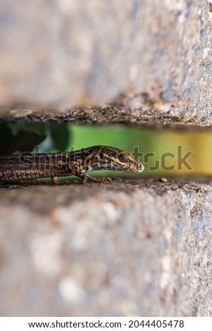 A lizard in a crack in the wall.
