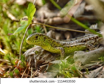 lizard crawled out into the warm sun and rejoices - Shutterstock ID 1114453550