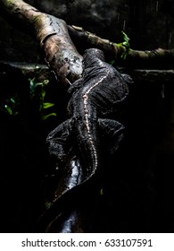 A lizard crawling on a tree. 