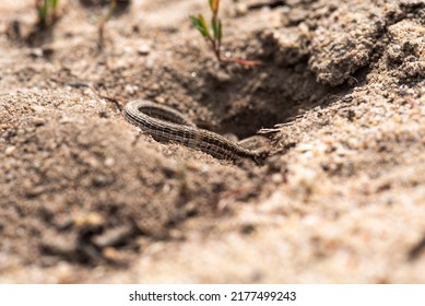 Lizard Crawls Into The Burrow