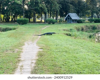 A lizard crossing a park path