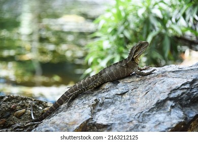 Lizard In Cryptic Color On Rock In Brisbane Australia