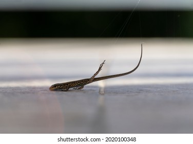 Lizard Cub Trapped In Spider Web. Concept Of Distraction Or Unexpected Event.