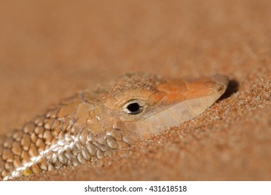 Saurian Fish High Res Stock Images Shutterstock