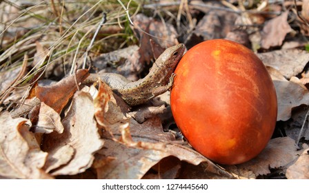 Lizard and Easter egg