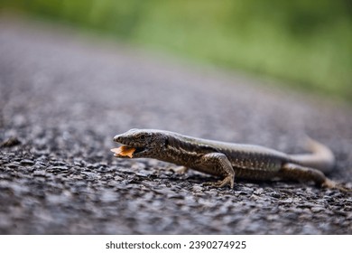 A lizard eating a bread crumb.