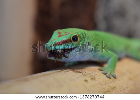 Lizard eating a cricket