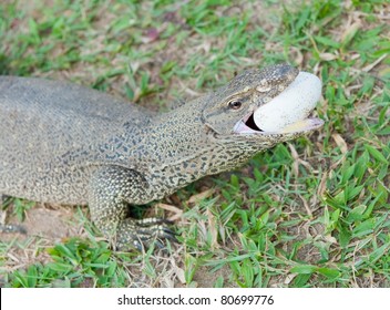 The lizard eats egg