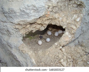 193 Lizard eggs in garden Images, Stock Photos & Vectors | Shutterstock