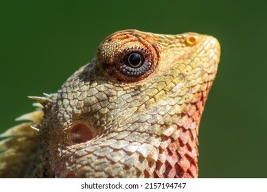 Lizard Eye Closeup Shot Green Background , Yellow , Gold Ring In The Eye , Texture Of The Skin Colored Red And Yellow , Sri Lanka