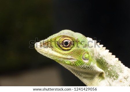 Similar – Image, Stock Photo earth lion Detail