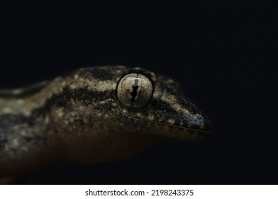 lizard face close-up, wild animals. - Powered by Shutterstock